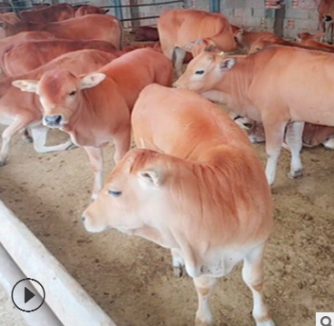 肇庆肉牛品种致富经养牛 养殖肉牛20头投资多少 西门达尔小牛仔价图2
