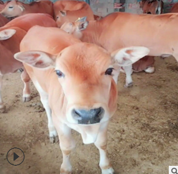肇庆肉牛品种致富经养牛 养殖肉牛20头投资多少 西门达尔小牛仔价图3