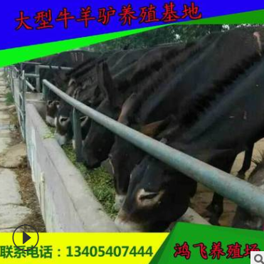 德州驴 价格 肉驴养殖场直销 养驴技术 小肉驴多少钱一头图2
