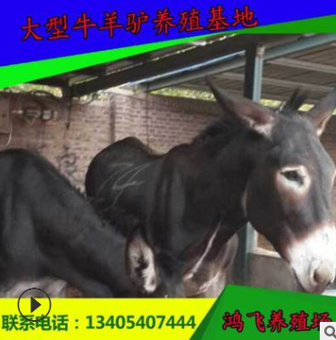 德州驴 价格 肉驴养殖场直销 养驴技术 小肉驴多少钱一头图3