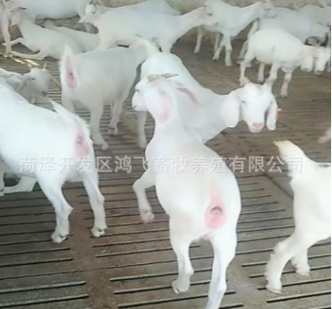 羊改良小尾寒羊羊羔哪里有卖小尾寒羊的育肥绵羊多久出栏图2