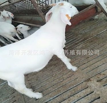 羊改良小尾寒羊羊羔哪里有卖小尾寒羊的育肥绵羊多久出栏图3