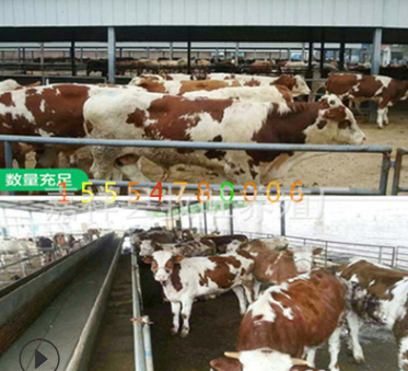 辽宁西门塔尔小牛价格 辽宁牛苗批发基地 辽宁400斤西门塔尔牛犊图2