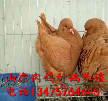 纯种肉鸽 大肉鸽 肉鸽种鸽多少钱图1