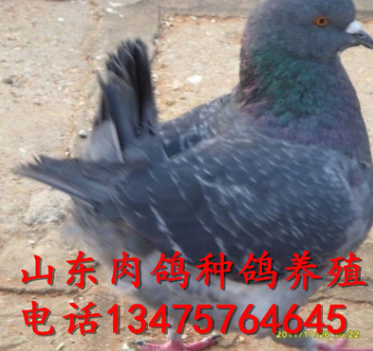 纯种肉鸽 大肉鸽 肉鸽种鸽多少钱图2