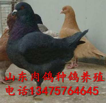 纯种肉鸽 大肉鸽 肉鸽种鸽多少钱图3