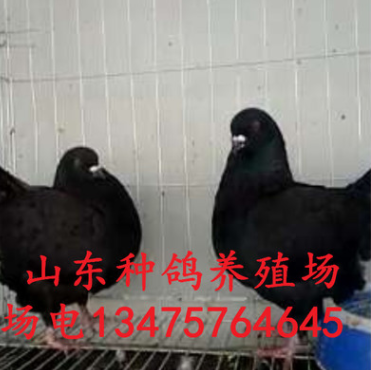 黄卡奴鸽 落地王鸽 落地王鸽子 落地王鸽养殖图1