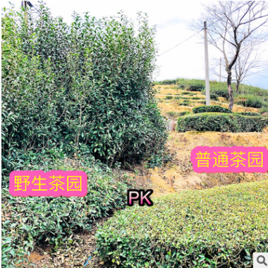 铁观音 浓香 批发安溪茶叶厂家直销浓香型特级 茶叶 正味正宗 茶图1