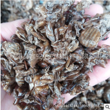 中药材 蝉蜕 虫退 蝉衣 蝉退 量大从优图2