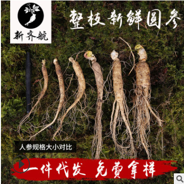 长白山带土鲜人参 产地批发鲜参人参 泡酒煲汤整枝新鲜圆参图3