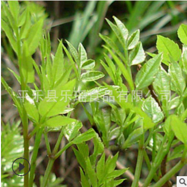 厂家供应新茶上市溪黄茶、藤茶 野生溪黄草 凉茶花草茶溪黄草批发图2