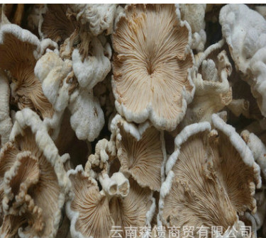 白参菌干片 片状雪莲菌 颜色白 叶片大 质量好 长期供应图1
