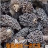 西藏野生小羊肚菌 干货散装批发 4公分 酒店专用食材 一手货源