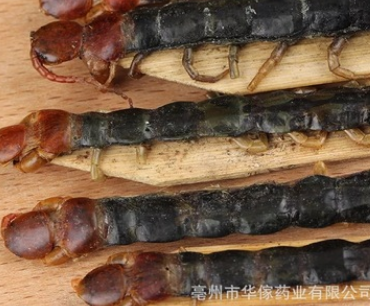 亳州市中药材批发 蜈蚣 红头 蜈蚣干 泡酒蜈蚣图2