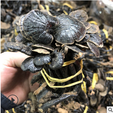 广西野生竹灵芝 灵芝孢子粉 非海南长颈灵芝 小红灵芝 中药材批发