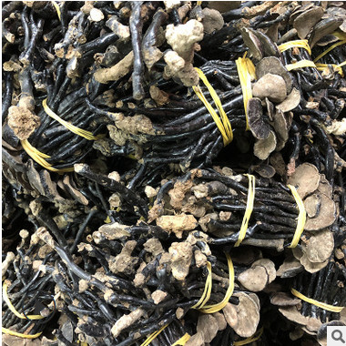 广西野生竹灵芝 灵芝孢子粉 非海南长颈灵芝 小红灵芝 中药材批发图3