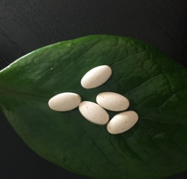 辣木压片糖果 片剂 多种维生素 OEM 贴牌代加工图3