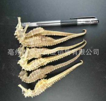 批发中药材 海马干 三斑海马干 无增重 规格齐全 支持药检 大货图2