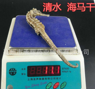 批发中药材 海马干 三斑海马干 无增重 规格齐全 支持药检 大货图3