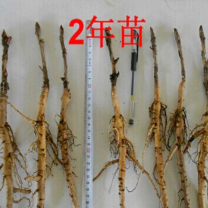 （厂家直销）2019花蕊牡丹花蕊茶批发油用牡丹花蕊茶黄金养生茶图3