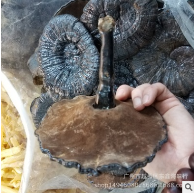 批发灵芝 整枝黑灵芝 煲汤养生食材 一件代发图3