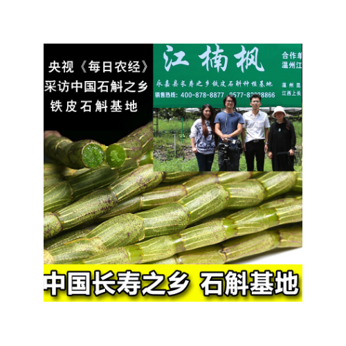 央视报道江楠枫新鲜铁皮石斛500克枫斗霍山种源支持一件代发