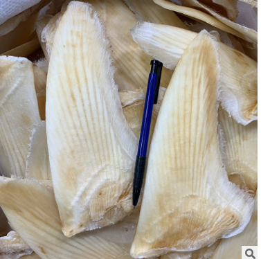 朕宗源 五羊翅8-10寸 酒店鱼翅 一德路海味干货 渠道批发诚招代理图2