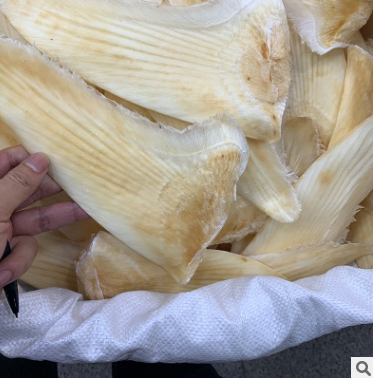 朕宗源 五羊翅8-10寸 酒店鱼翅 一德路海味干货 渠道批发诚招代理图3