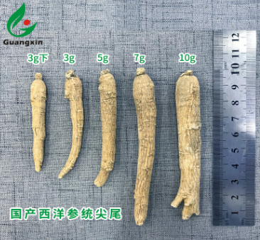 山东西洋参整枝花旗参长尖尾质量保证厂家直销可代发切片广新图2