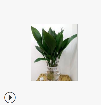 水培花卉室内盆栽植物苗木批发 无土栽培一叶兰干净卫生基地直销图1