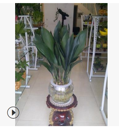 水培花卉室内盆栽植物苗木批发 无土栽培一叶兰干净卫生基地直销图2