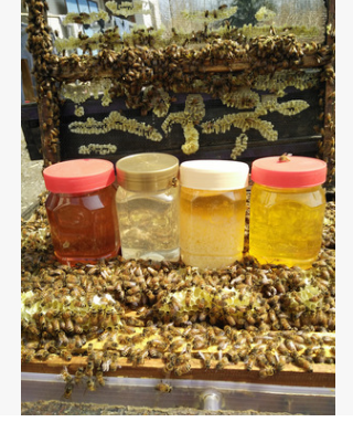 1-5 蜂蜜批发 百花蜜 洋槐 枇杷 党参 枣花蜜 荆条蜜 500克图2