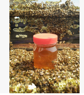 1-5 蜂蜜批发 百花蜜 洋槐 枇杷 党参 枣花蜜 荆条蜜 500克图3