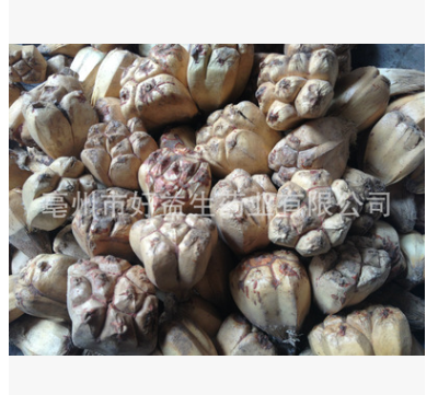 批发滴血莲花菩提原子山菠萝2.5以下12元，野菠萝，菩提根图3