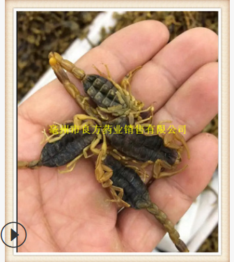 f220批发 蝎子 全蝎 中药材批发 蝎子干 全虫 价格优惠图3