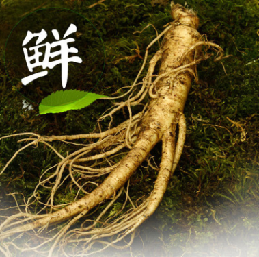长白山带土鲜人参 抚松产地批发鲜参人参 泡酒煲汤整枝新鲜参图1