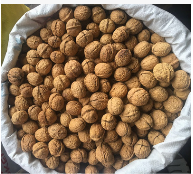 新货云南纸皮大核桃原味生核桃散装干果野生薄壳薄皮核桃新货图2