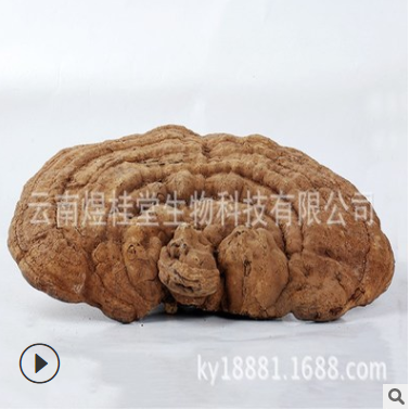 平盖灵芝 树舌野生灵芝图3