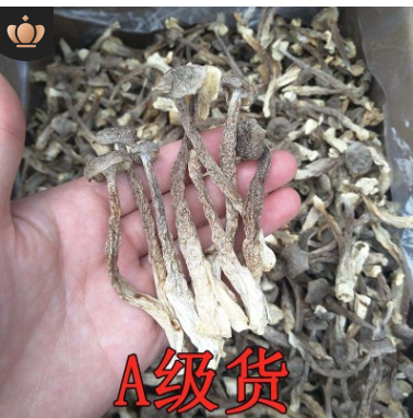 A级货切根鹿茸菌菇 干货500g一斤产地货源批发酒店加工原材料