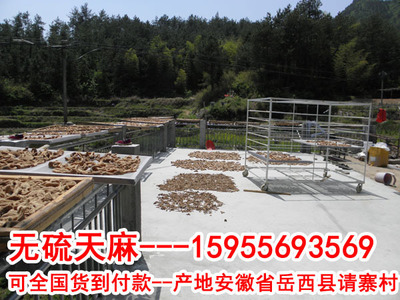 天麻批发 红冬麻子天麻片磨粉无硫500克天麻安徽特产野生天麻图3