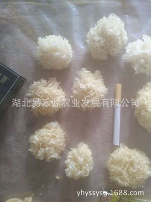椴木银耳无硫白木耳 雪耳 自有基地寻代理分销3-4公分量大从优图3