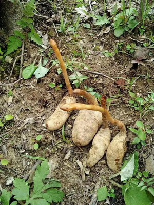 青川纯野生乌天麻 非云南昭通小草坝天麻红麻野生天麻乌红麻批发