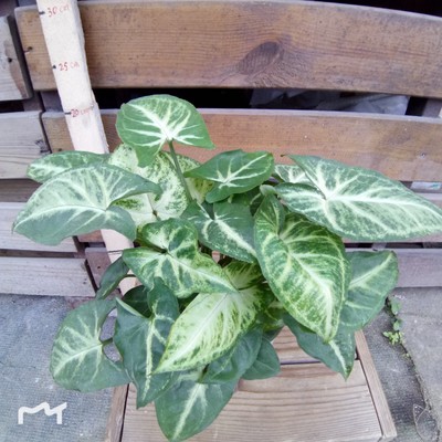 振升园艺水培植物合果芋盆栽花卉批发室内桌面植物批发代理加盟图2