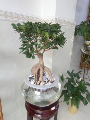 水培人参榕盆景盆栽大植物各类室内植物批发代理加盟图2