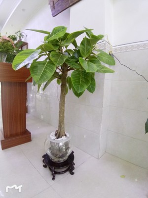 水培植物黄金榕大盆栽盆景室内绿植花卉批发代理加盟图3