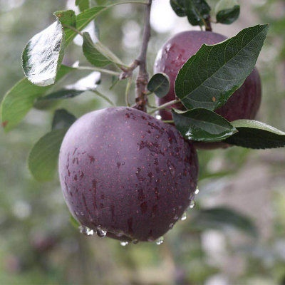 黑卡苹果 新品种黑钻苹果 紫色浪漫圣诞苹果 新鲜苹果一件代发