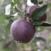 黑卡苹果 新品种黑钻苹果 紫色浪漫圣诞苹果 新鲜苹果一件代发