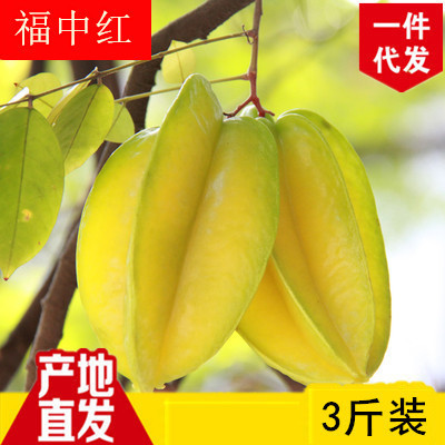 新鲜水果杨桃 生鲜热带水果自家果园现摘现三斤装红龙杨桃