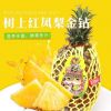 新鲜现摘台湾进口金钻凤梨10kg热带水果批发香甜多汁非香水菠萝