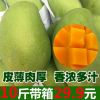越南青芒果玉芒青皮小香芒10/5斤当季新鲜水果果园直供一件代发